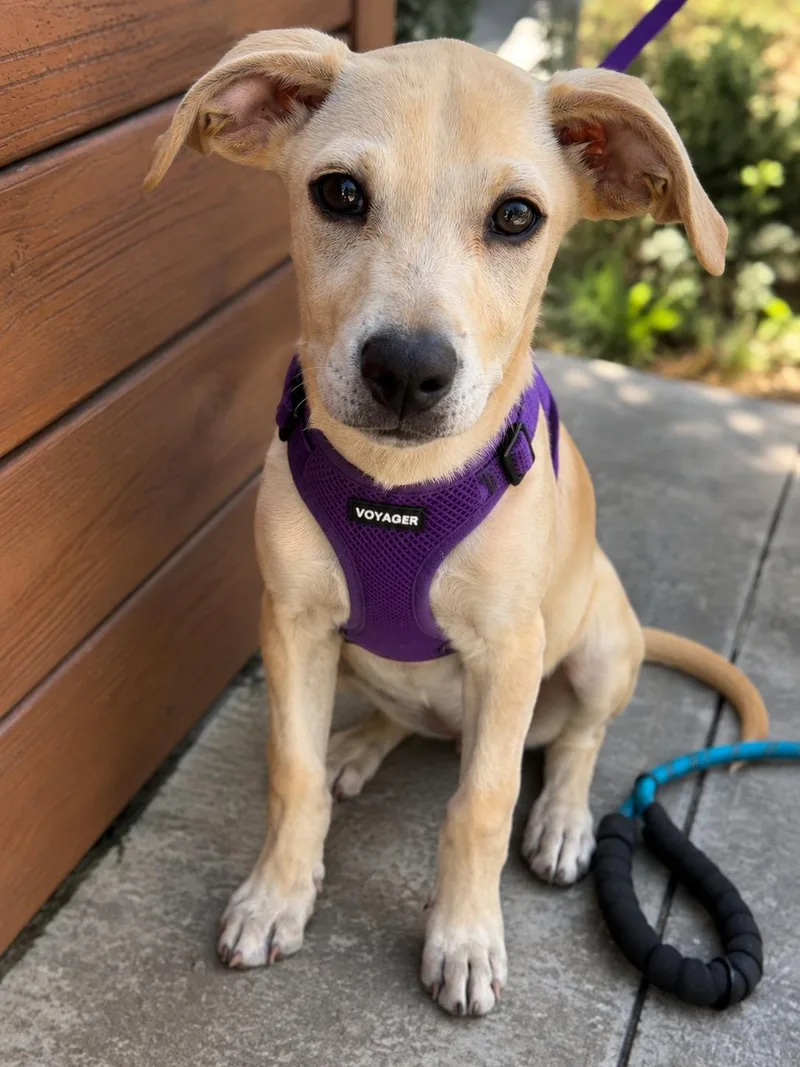 A baby medium-sized male American Staffordshire Terrier dog named Marsh for adoption in Corona, CA