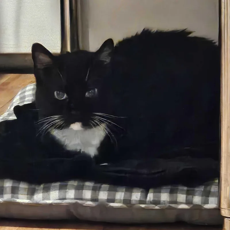 An adult medium-sized female Black & White / Tuxedo Domestic Short Hair cat named Pixel for adoption in Waltham, MA