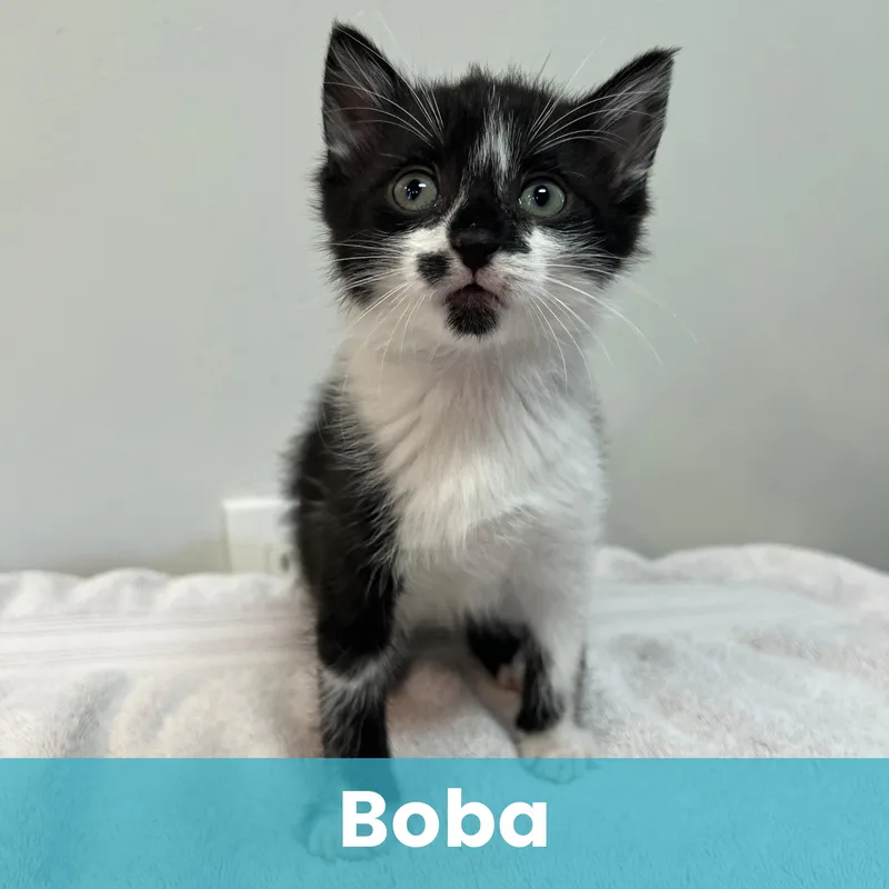 A baby medium-sized female Domestic Short Hair cat named Boba for adoption in Rochester , NY