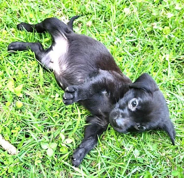 A baby large-sized male Black Labrador Retriever dog named Spruce Evergreen for adoption in Andover, MA