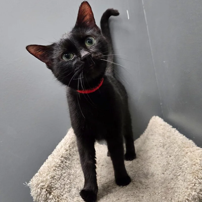 An adult medium-sized female Black Domestic Short Hair cat named Cookie for adoption in Hamburg, NY
