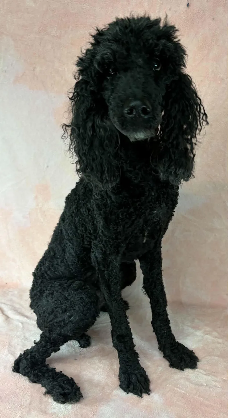 An adult medium-sized female Black Poodle dog named Lindsey for adoption in Newport, TN