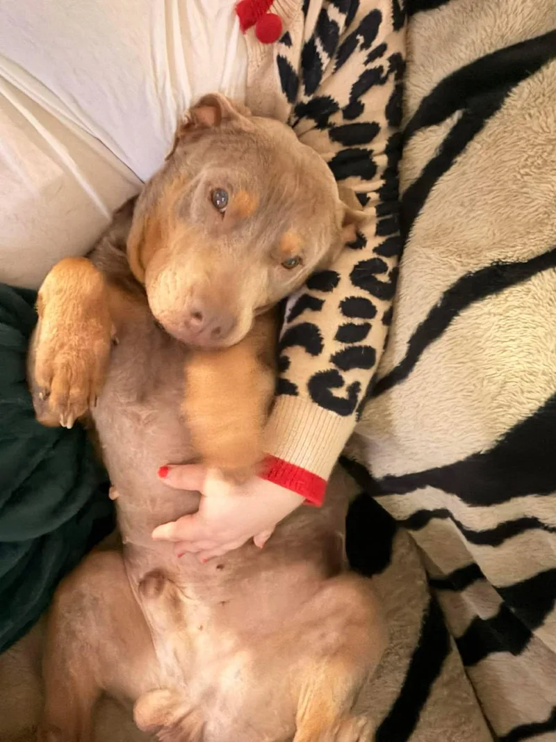 An adult large-sized male Pit Bull Terrier dog named Hansen for adoption in Arlee, MT