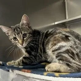 A baby medium-sized female Black Domestic Medium Hair cat named Bex for adoption in Rapid City, SD