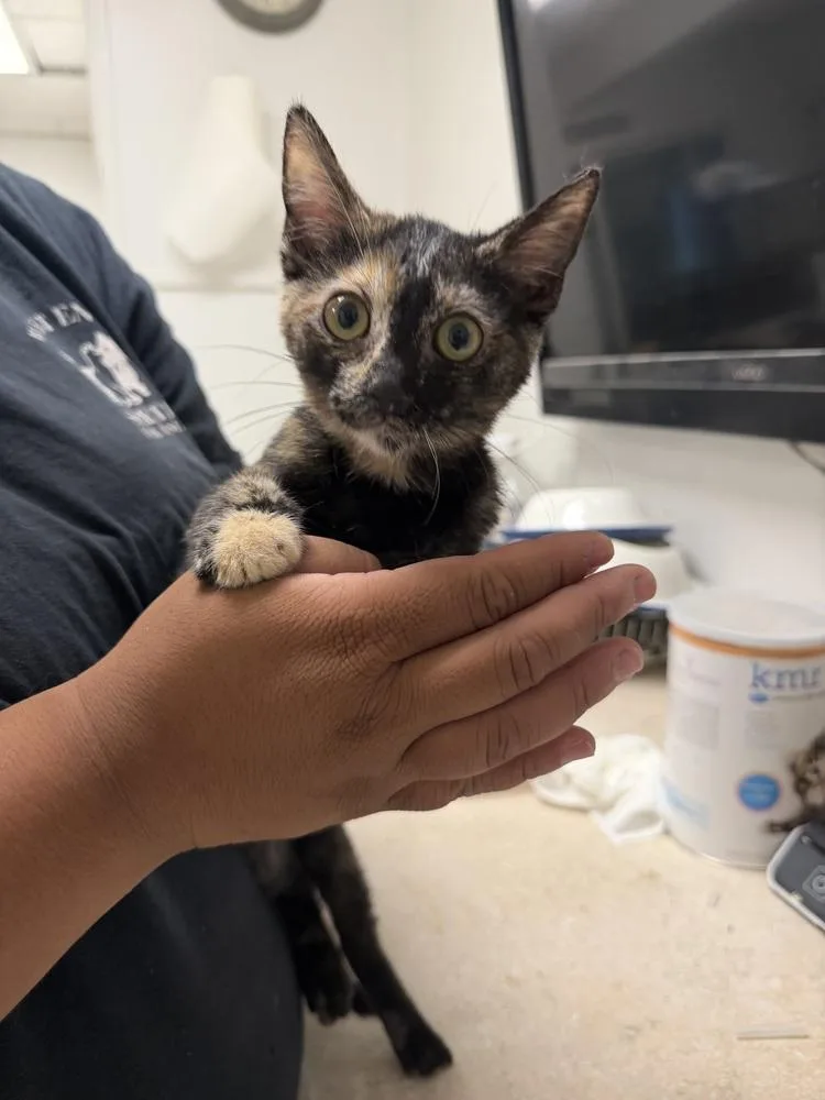 A baby small-sized female Domestic Short Hair cat named Constance for adoption in Ontario, CA