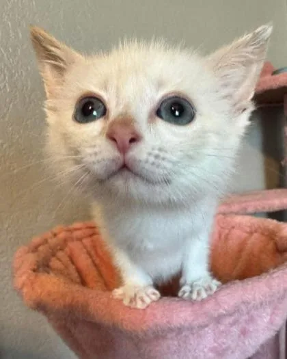 Bartok