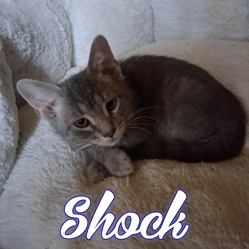 A baby small-sized male Domestic Short Hair cat named Shock for adoption in Hillsboro, OH