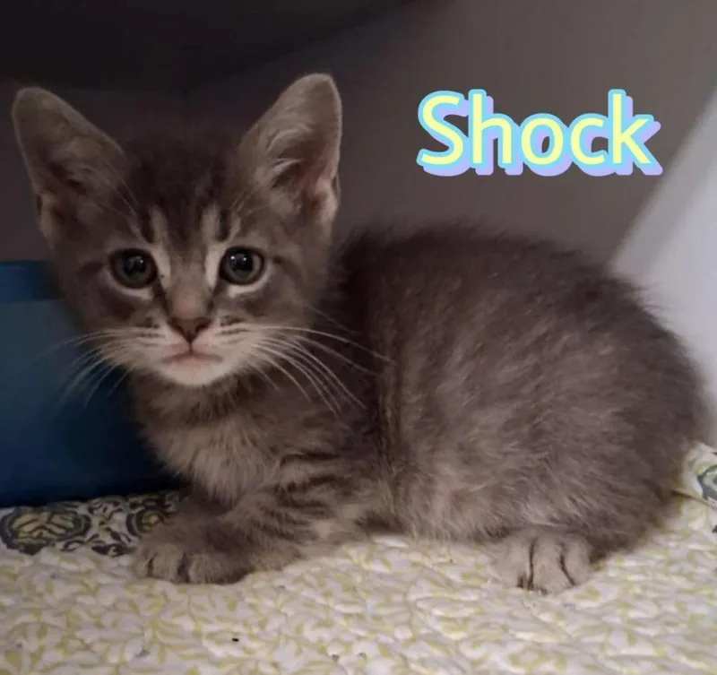 Shock thumbnail 2