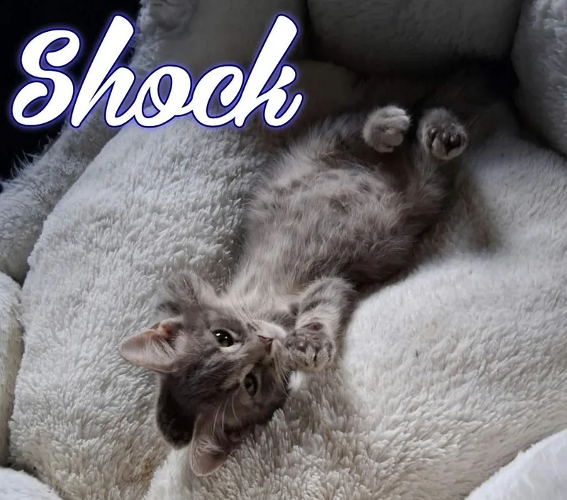 Shock thumbnail 3