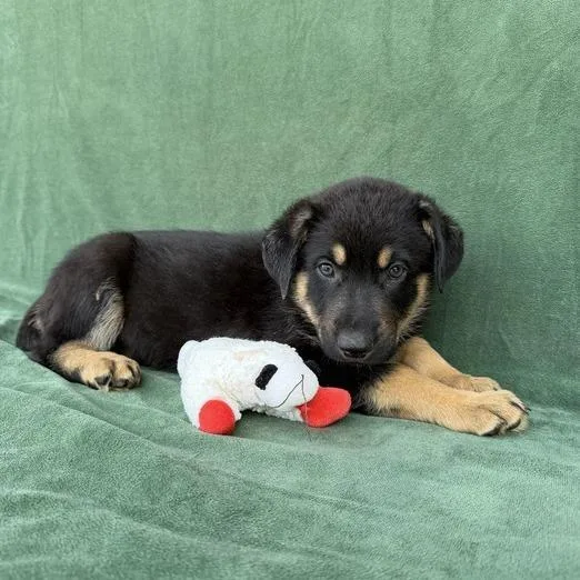 A baby small-sized male Black Shepherd dog named Cobalt for adoption in Carencro, LA