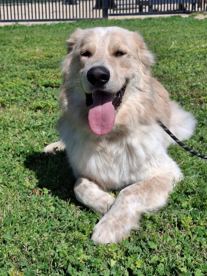 An adult large-sized male Great Pyrenees dog named Benji for adoption in Oakland, CA