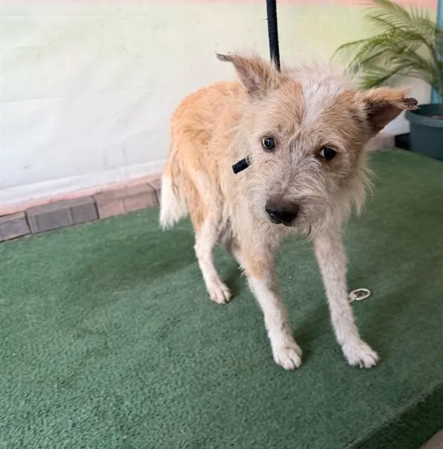 A senior medium-sized male Terrier dog named Solito for adoption in Baldwin Park, CA