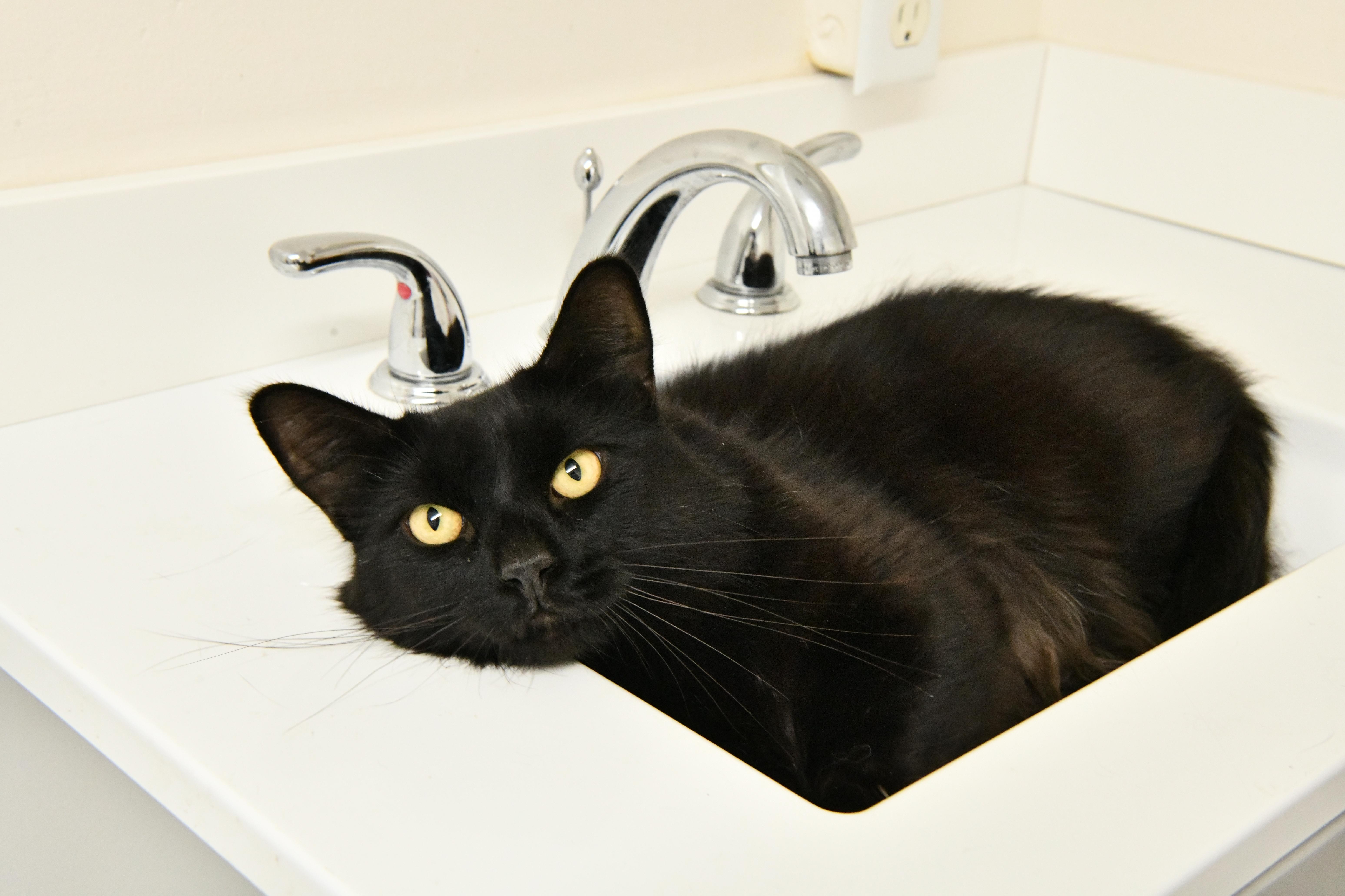 A young large-sized male Black Domestic Medium Hair cat named Sir Bob for adoption in Fairhope, AL