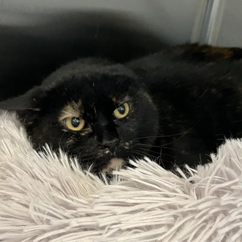 An adult medium-sized female Tortoiseshell Domestic Short Hair cat named Mamacita New Mexico for adoption in Denver, CO