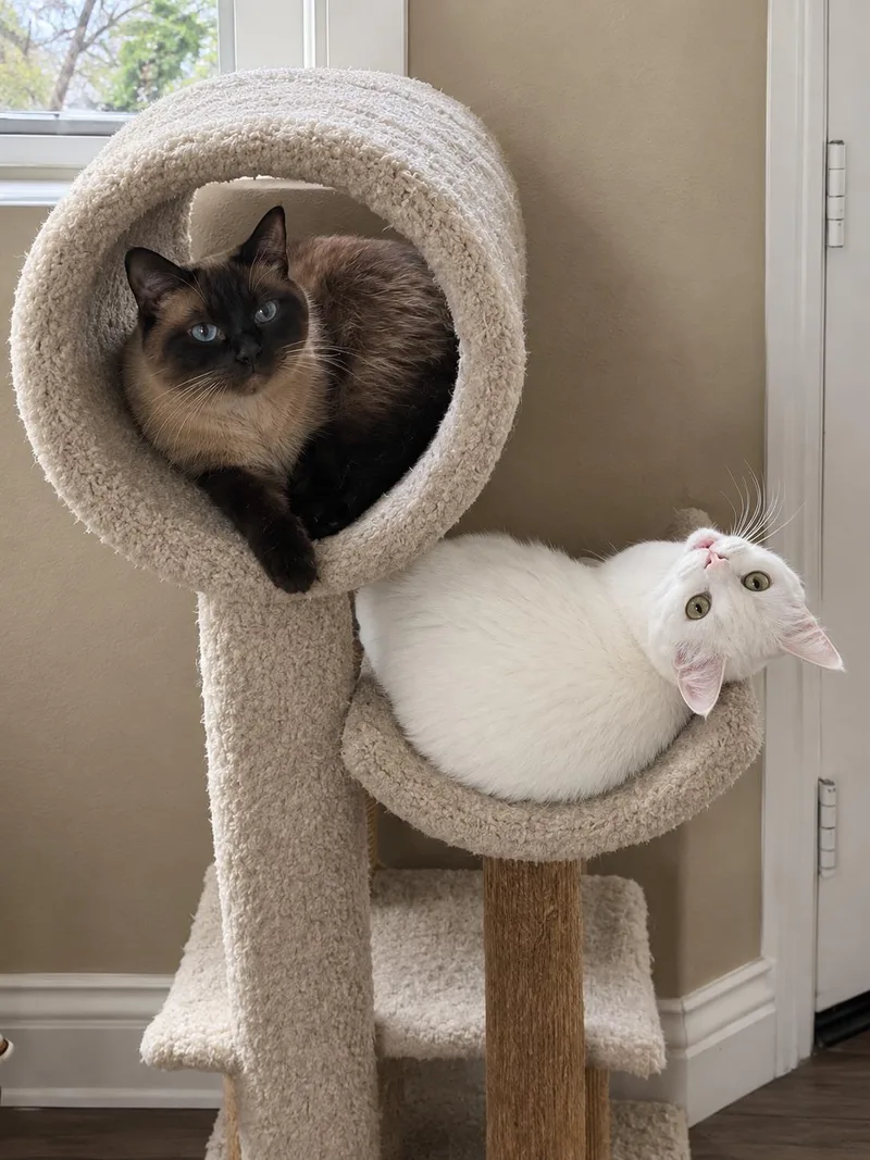 Chester and Hank thumbnail 2