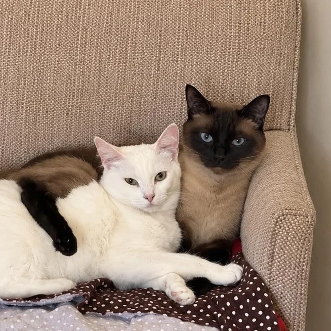 Chester and Hank thumbnail 3