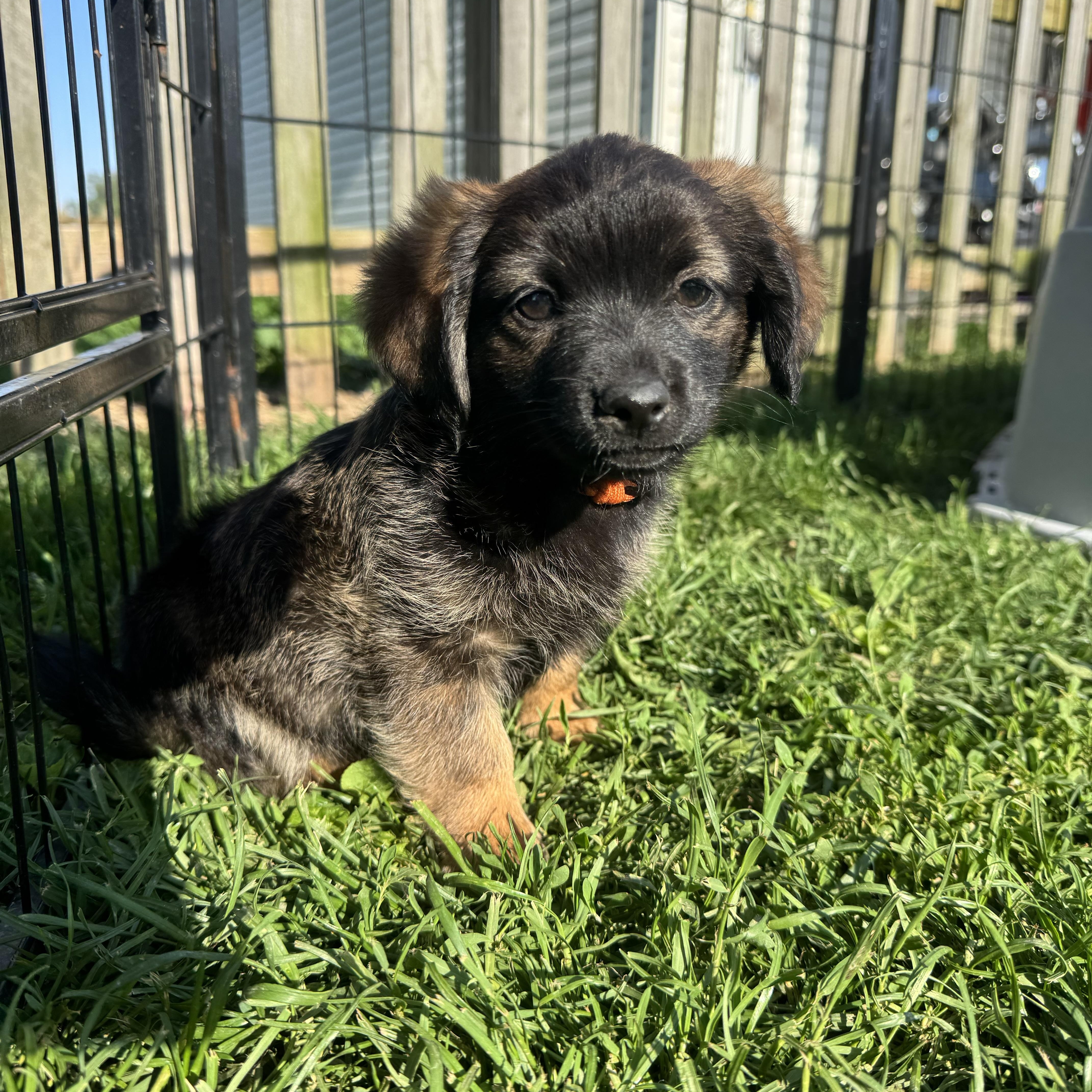 A baby small-sized male Bicolor Dachshund (Long Haired) dog named Spiderman for adoption in RUSSIAVILLE, IN