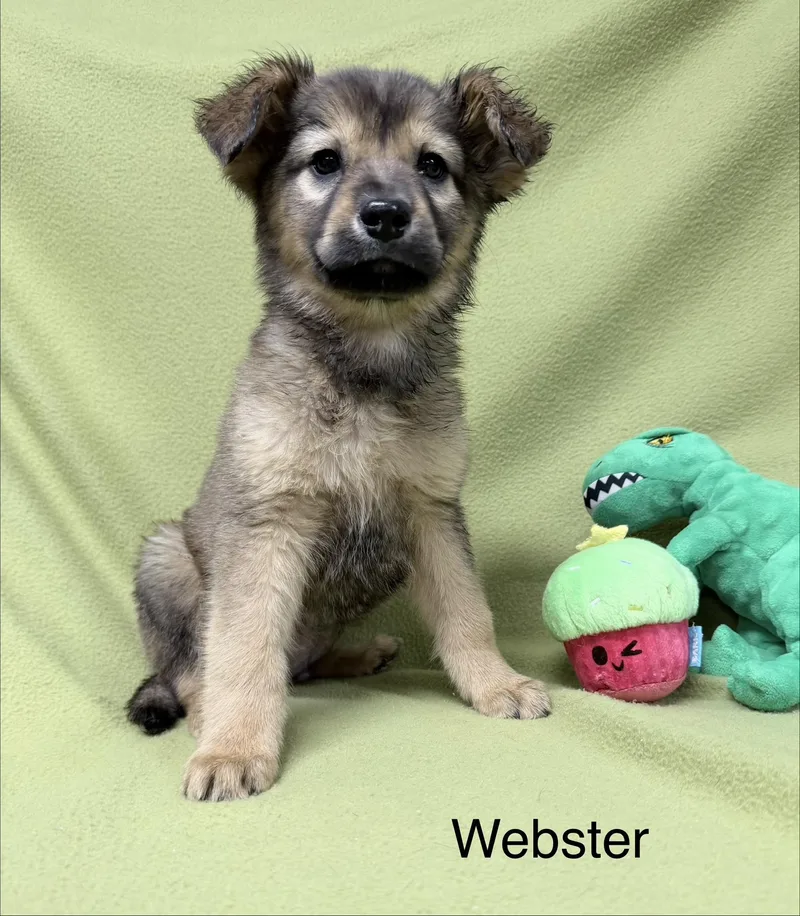 Webster