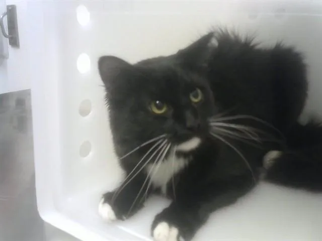 A young small-sized male Domestic Long Hair cat named Muffin for adoption in Albuquerque, NM