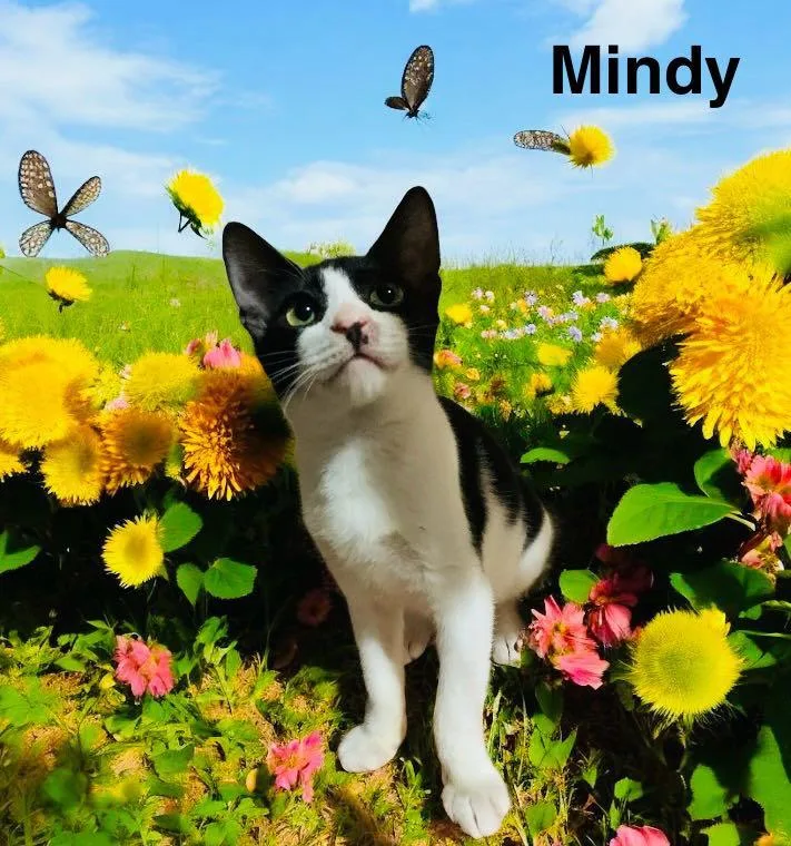 Mindy thumbnail 2