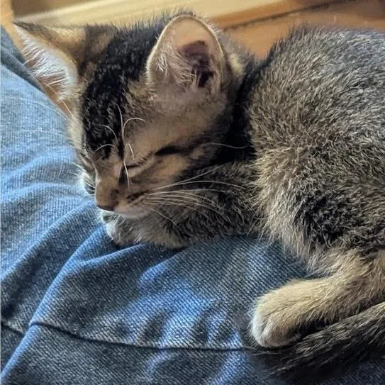 A baby small-sized male Tabby (Brown / Chocolate) Domestic Short Hair cat named Cypress for adoption in Liverpool, TX