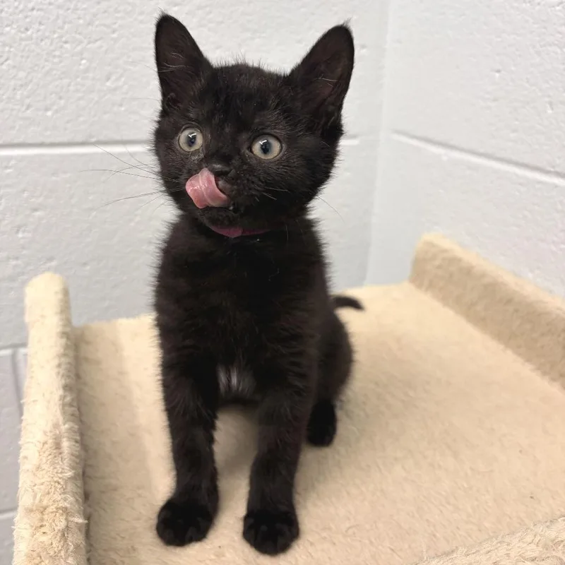 A baby small-sized female Black Domestic Short Hair cat named Glinda for adoption in Marshall, VA