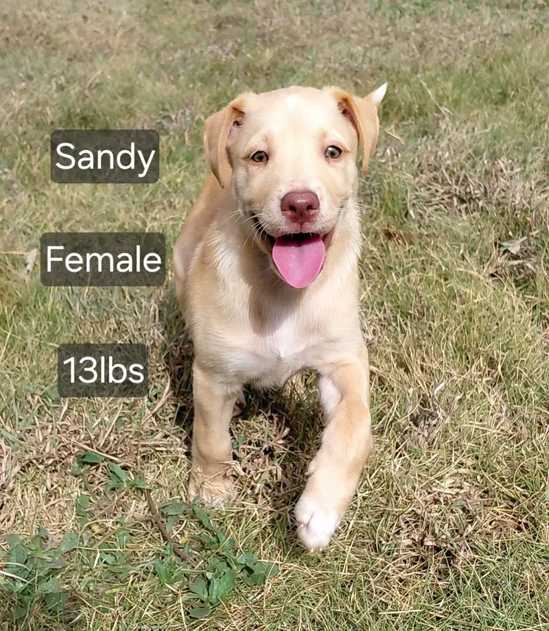 Sandy thumbnail 2