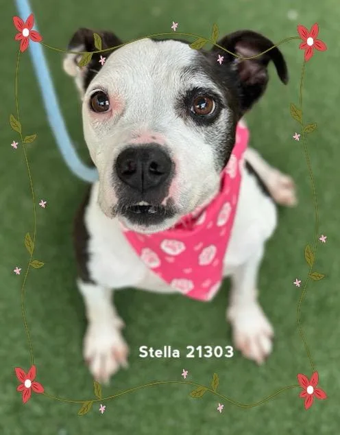 A senior medium-sized female Black Staffordshire Bull Terrier dog named Stella for adoption in Marietta, GA