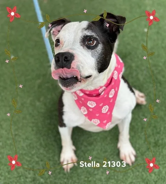 Stella thumbnail 2