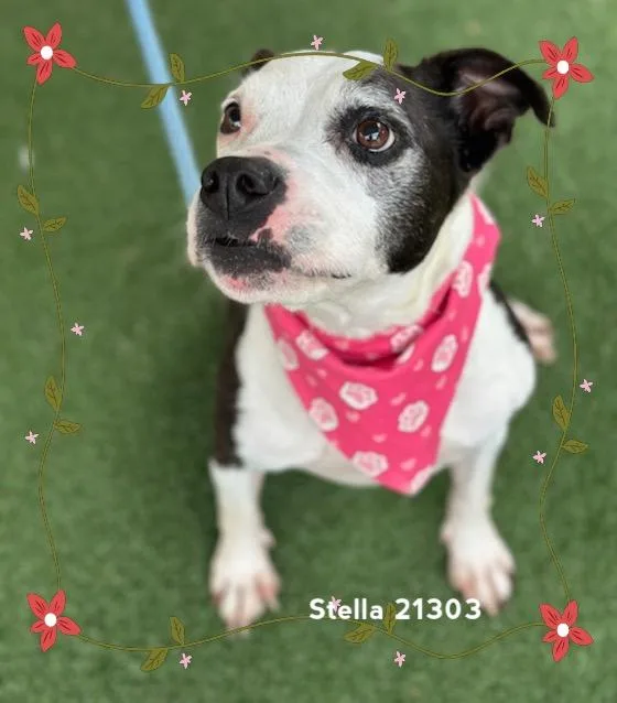 Stella thumbnail 3