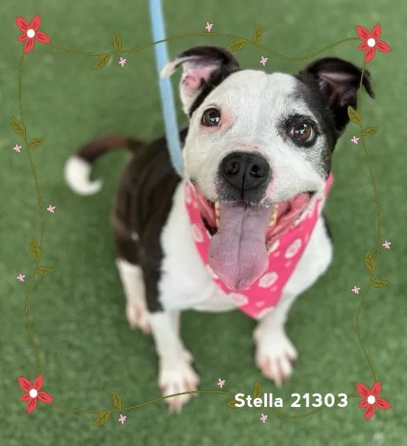 Stella thumbnail 5