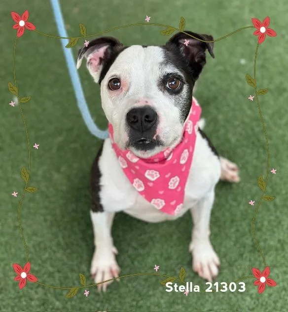 Stella thumbnail 6