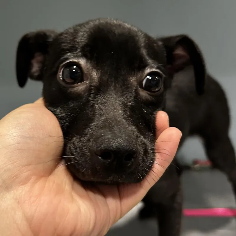 A baby small-sized female Black Mixed Breed dog named Thistle for adoption in Chattanooga, TN