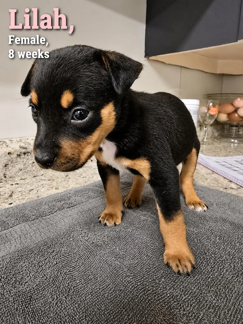A baby medium-sized female Labrador Retriever dog named Lilah for adoption in Carmel, NY