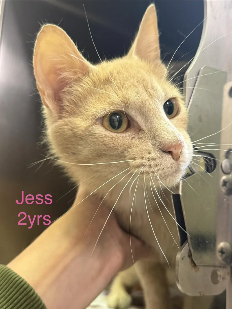 A young medium-sized female Domestic Short Hair cat named Jess for adoption in Fayetteville, WV