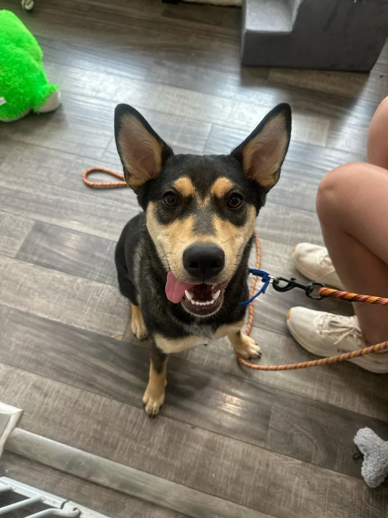 A young medium-sized female Shepherd dog named Scout for adoption in Lake Hopatcong, NJ
