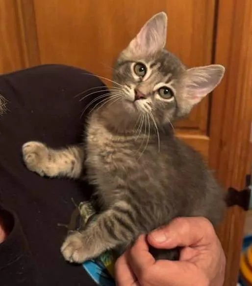 A baby small-sized male Domestic Medium Hair cat named Blue Java for adoption in Magnolia, TX