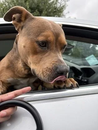 An adult large-sized male Mixed Breed dog named Ostrich for adoption in Chamblee, GA