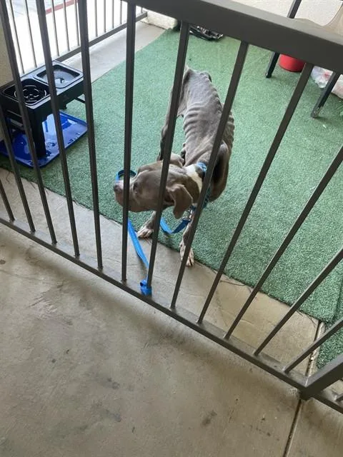 A young medium-sized male Pit Bull Terrier dog named Storm for adoption in Riverside, CA