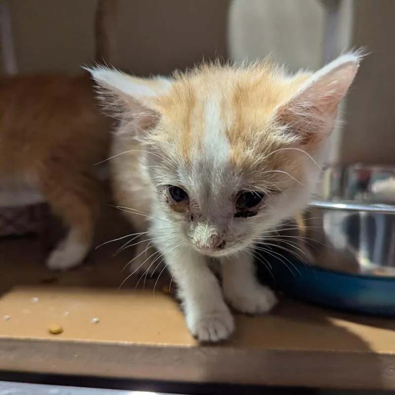 A baby small-sized female Domestic Short Hair cat named Pippa for adoption in Jeffersonville, IN