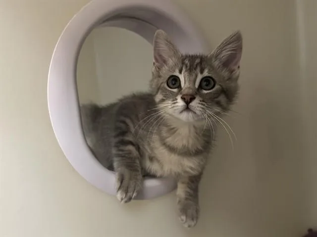 A baby small-sized female Domestic Short Hair cat named Lady Godiva for adoption in McKinleyville, CA