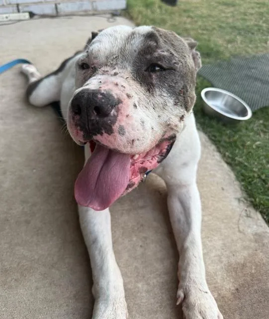 An adult large-sized male Mixed Breed dog named Brutus for adoption in Dallas, TX