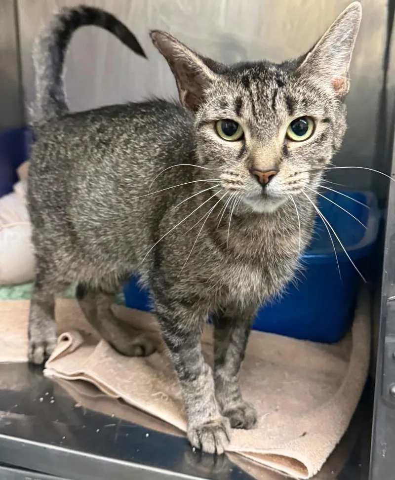 A young medium-sized female Domestic Short Hair cat named Tawny for adoption in Syracuse, IN