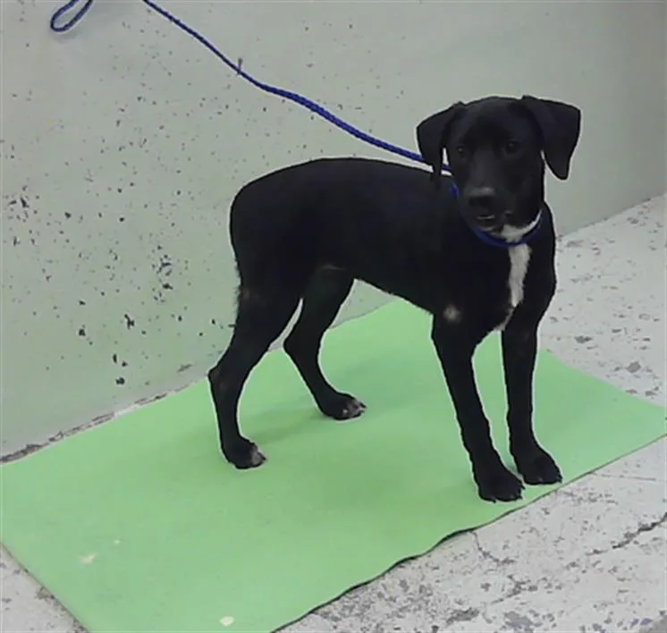 A baby small-sized female Labrador Retriever dog named Zoey for adoption in Houston, TX