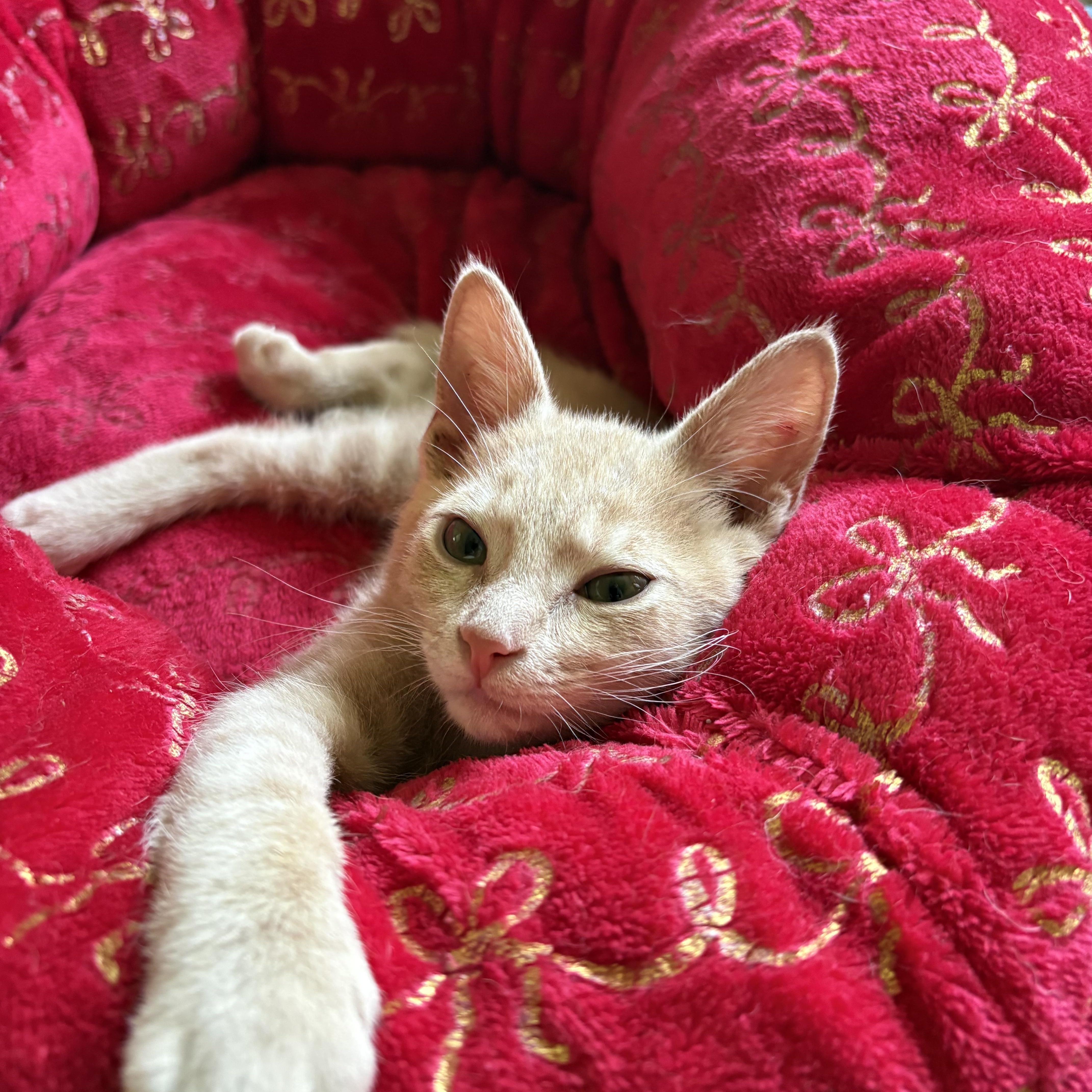A baby medium-sized male Tabby (Orange / Red) Domestic Short Hair cat named Roomba for adoption in Knoxville, TN