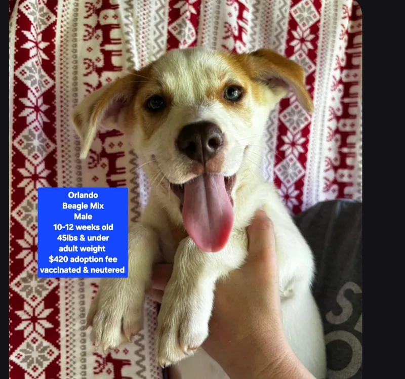 A baby medium-sized male Beagle dog named Orlando for adoption in Oviedo, FL