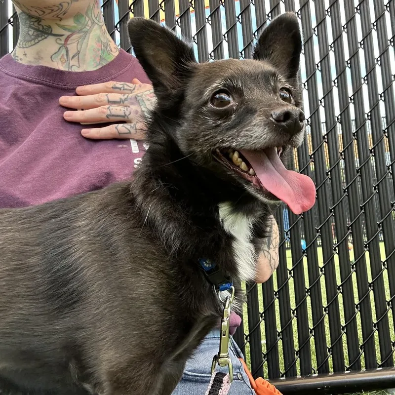 A senior small-sized female Apricot / Beige Chihuahua dog named Girly Girl for adoption in Washington Township, OH