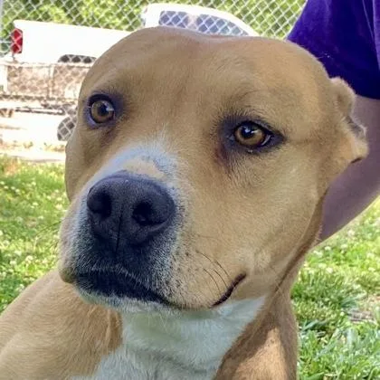 An adult medium-sized female Yellow / Tan / Blond / Fawn Pit Bull Terrier dog named Molly for adoption in Glasgow, KY