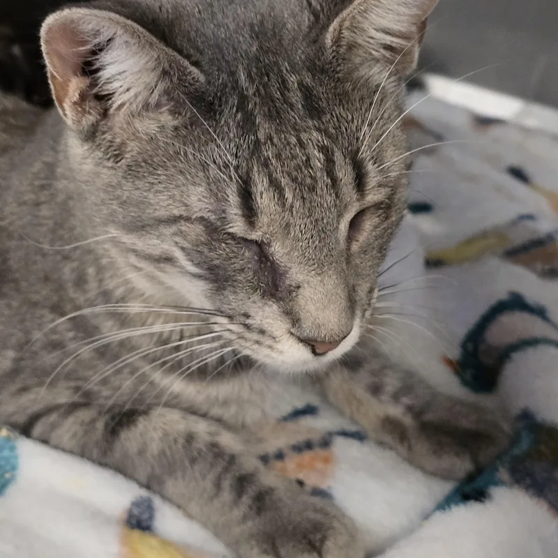 An adult medium-sized female Tabby (Gray / Blue / Silver) Domestic Short Hair cat named Miss Grey for adoption in Amityville, NY