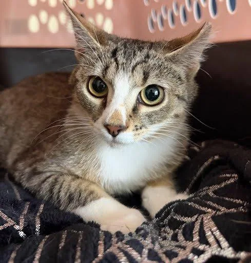 A baby small-sized female Tabby (Brown / Chocolate) Domestic Short Hair cat named Diamond for adoption in Raleigh, NC